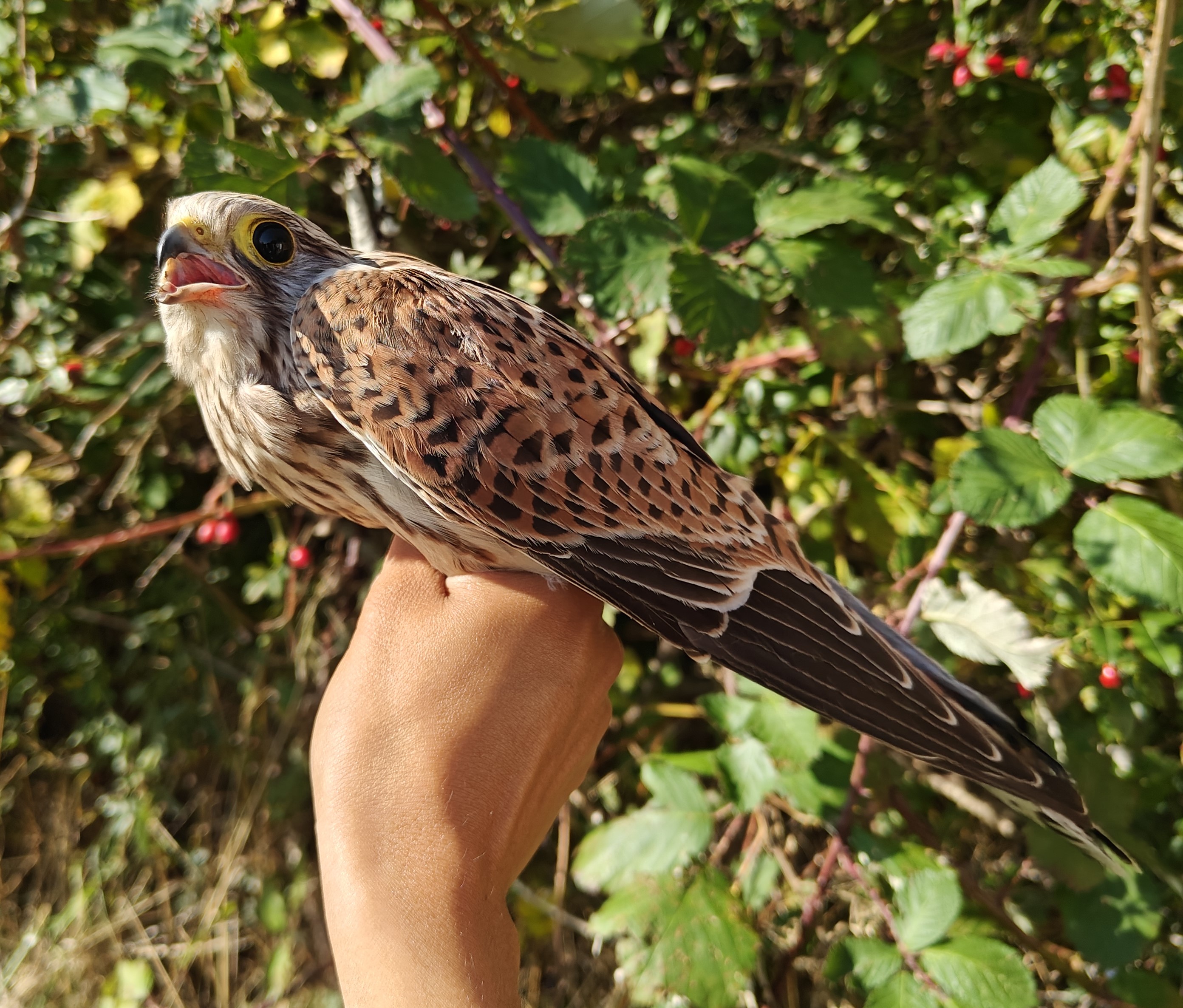 kestrel_20-09-25.jpg