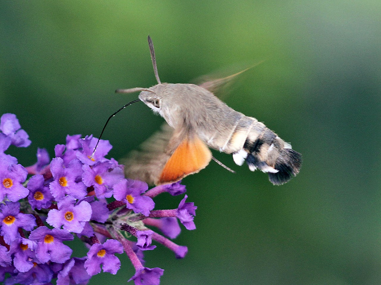 kolibrivlinder1