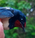 barn swallow