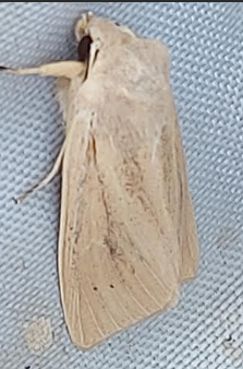 large wainscot