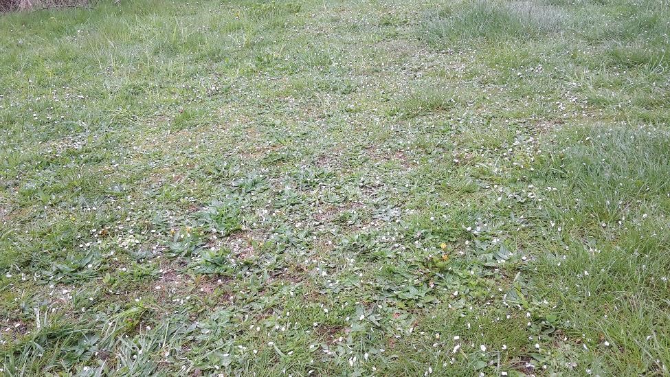 leaves looking like hail