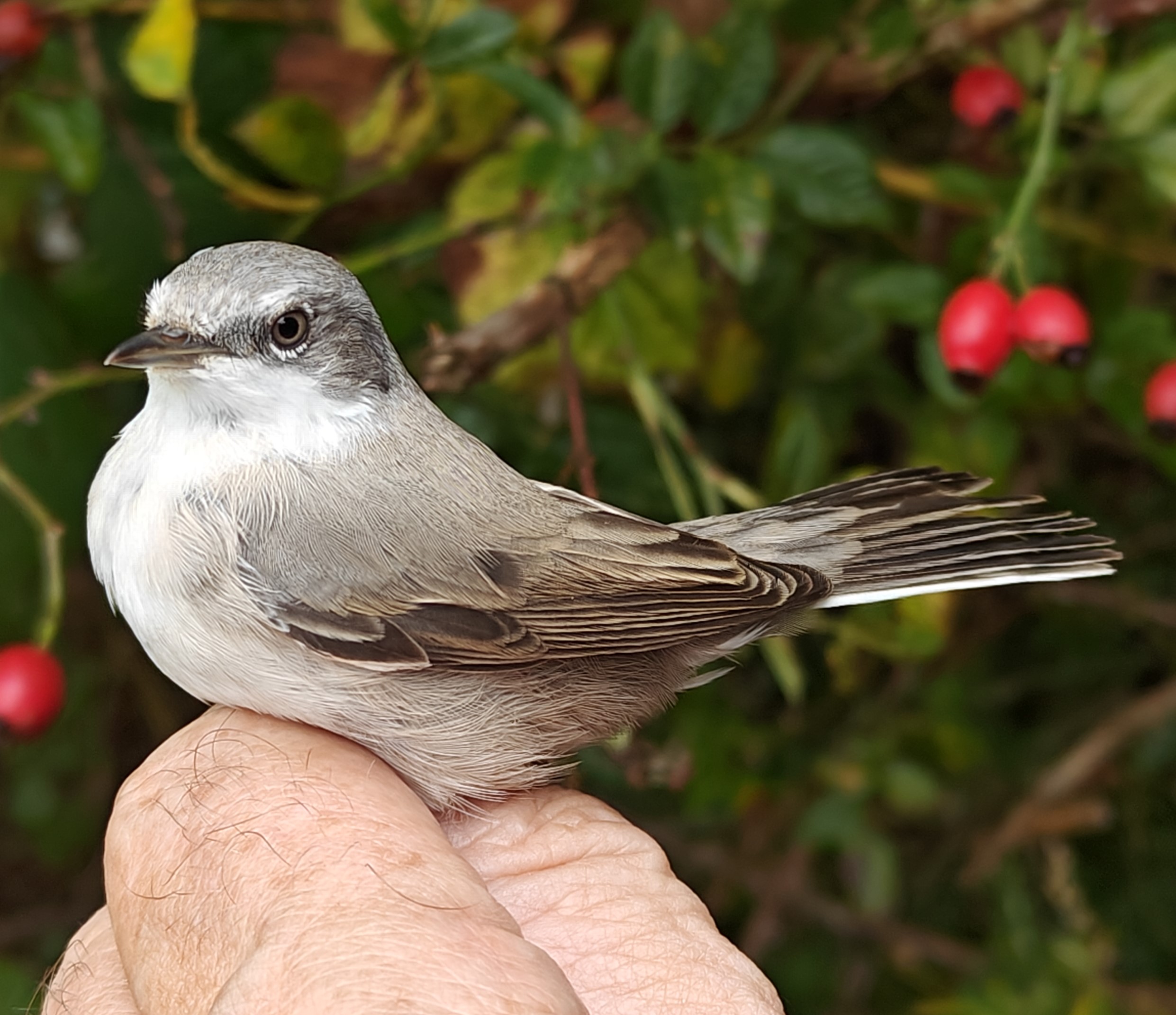 lesser_whitethroat_1k.jpg