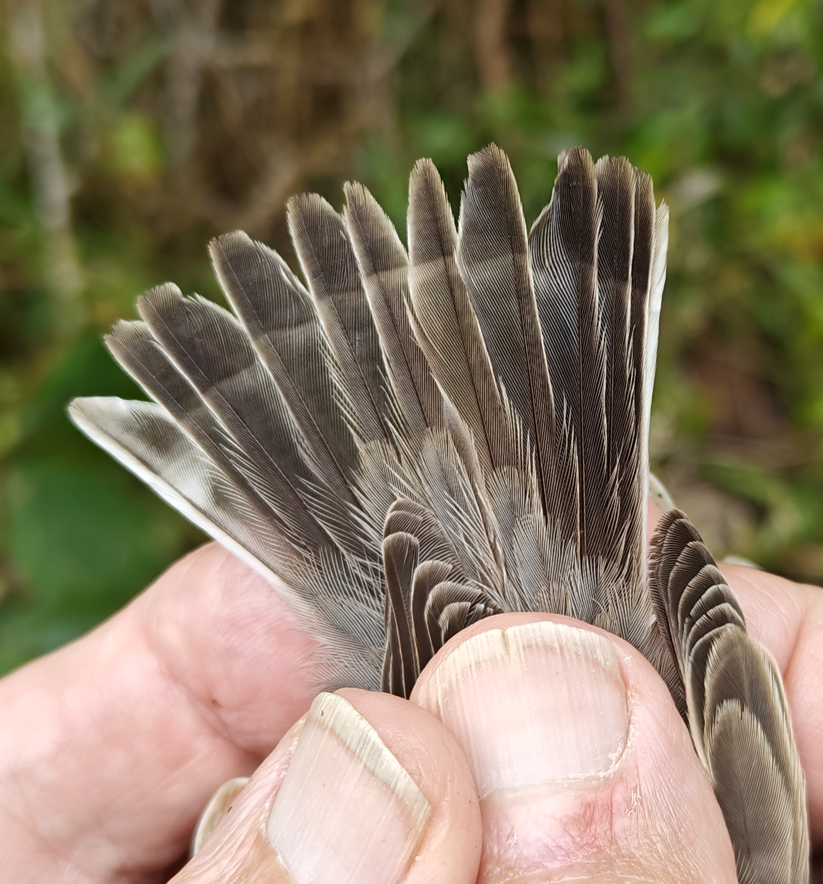 lesser_whitethroat_growth_bar_tail.jpg