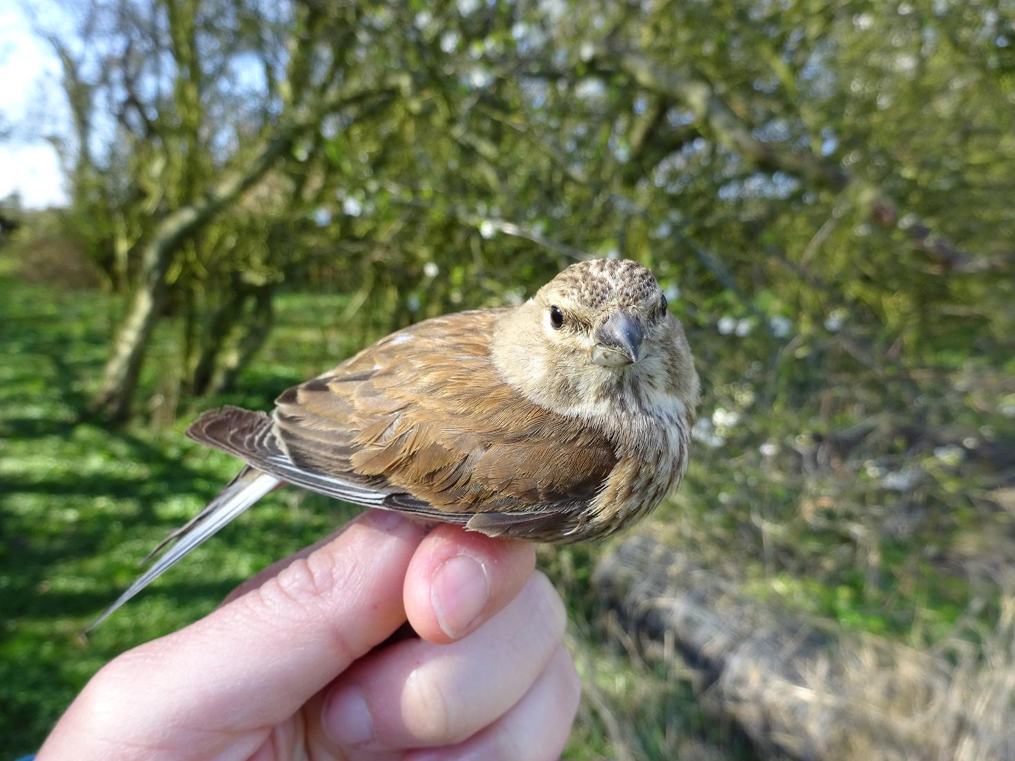 linnet