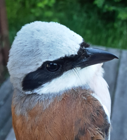 male shrike