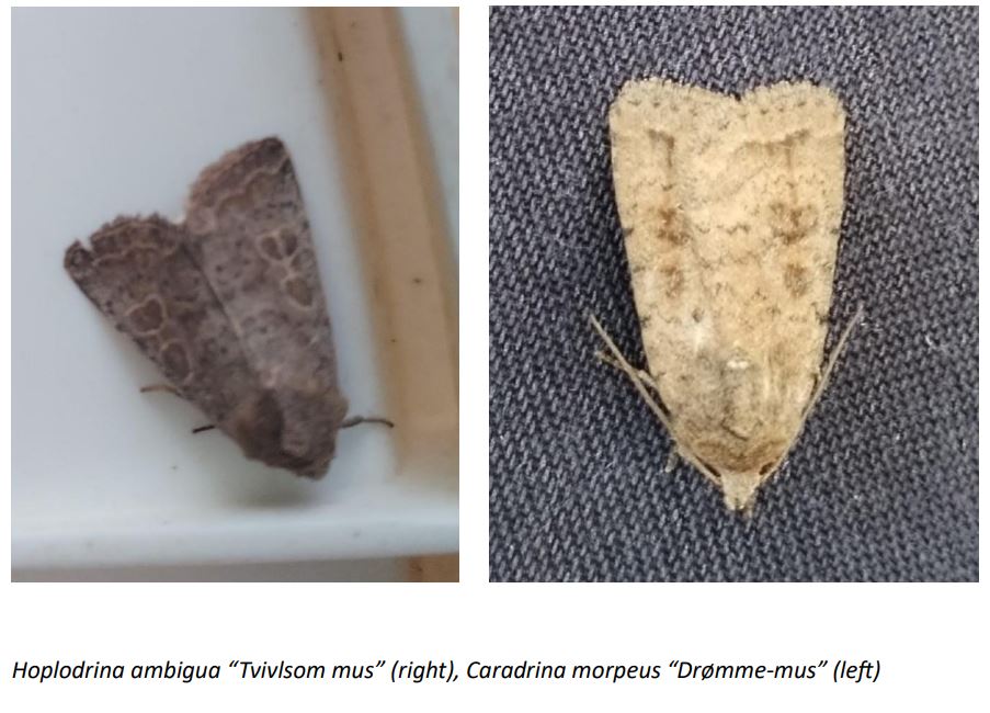 morpheus_and_ambigua.JPG