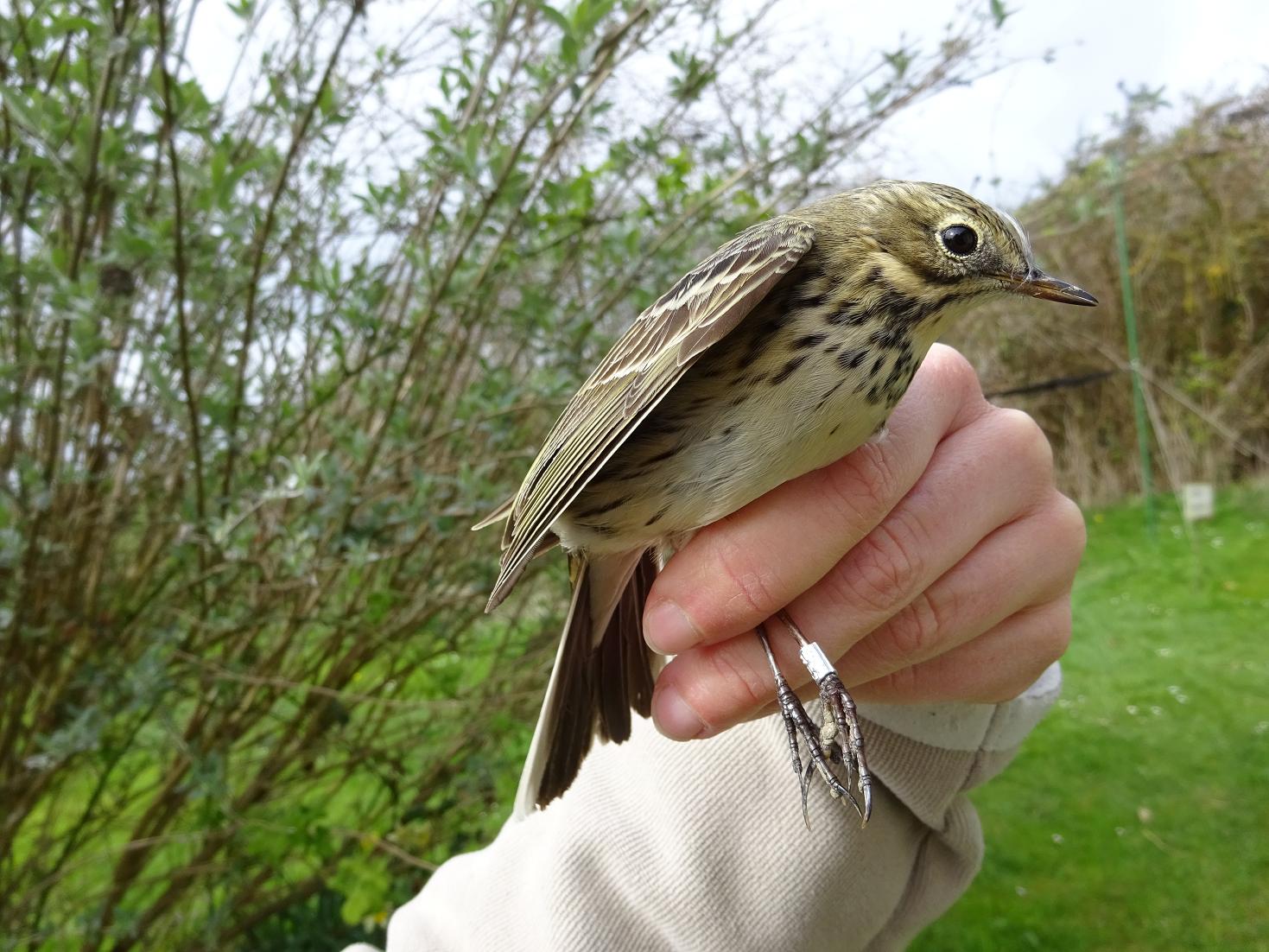 mpipit