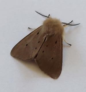 muslin moth