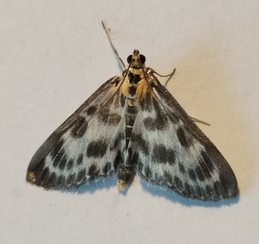 nice_moth.jpeg