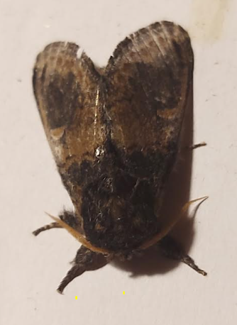 notodonta tritophus