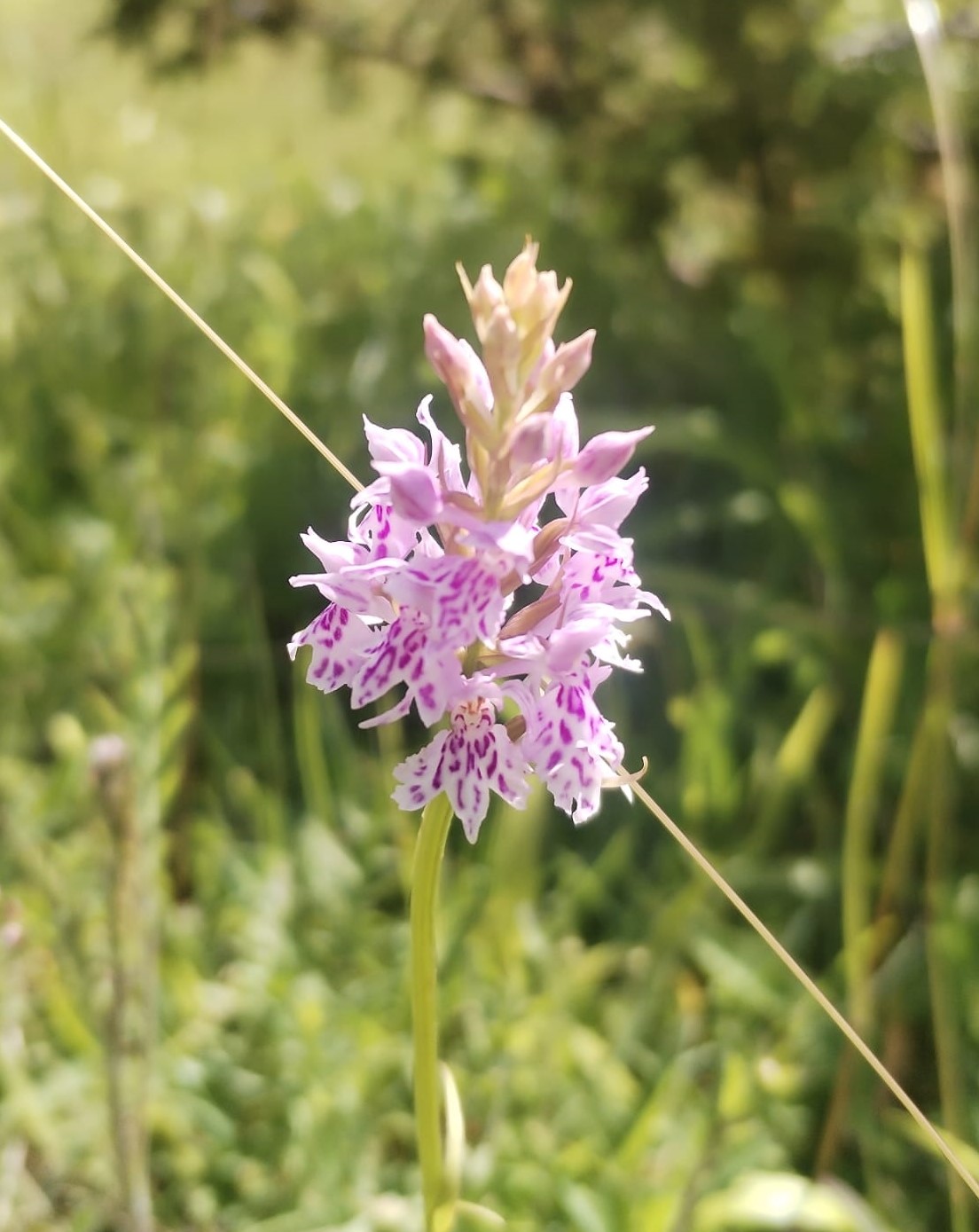 orchid.jpeg