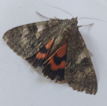 red underwing
