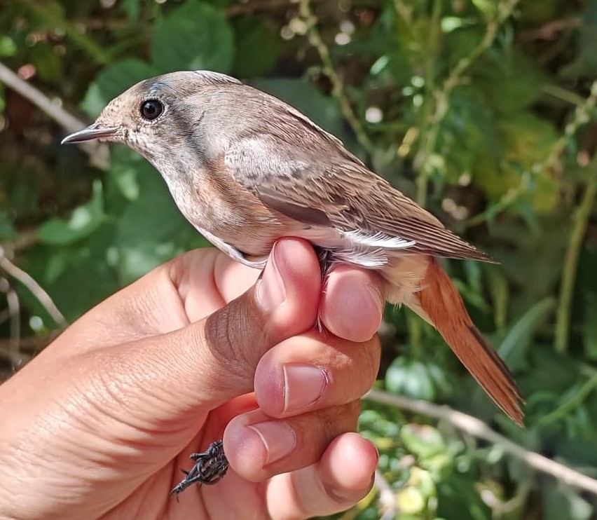 redstart_ghj.jpeg
