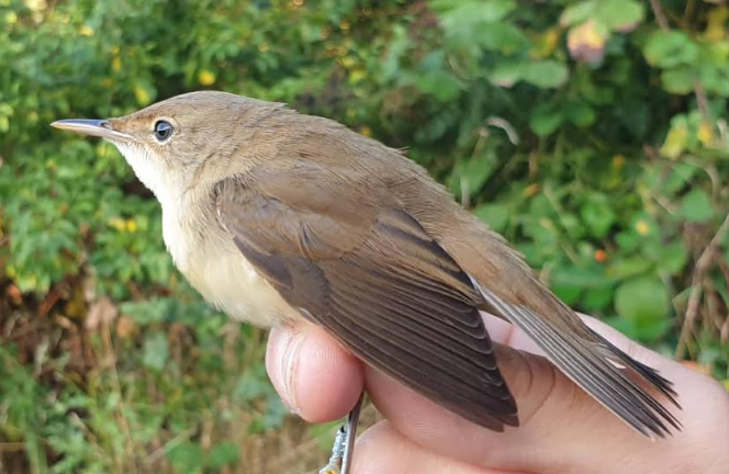 reed warbler