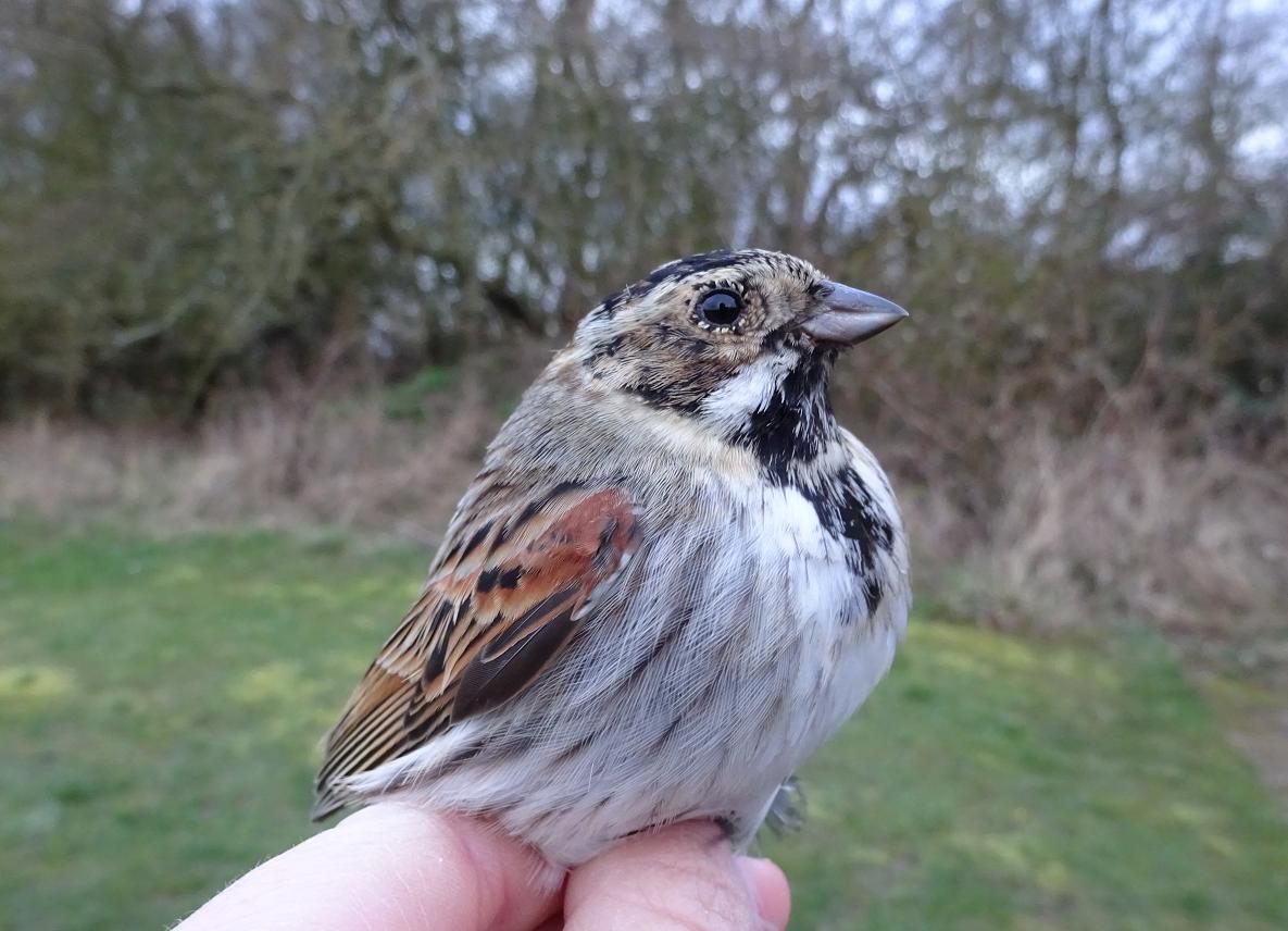 reedbunting