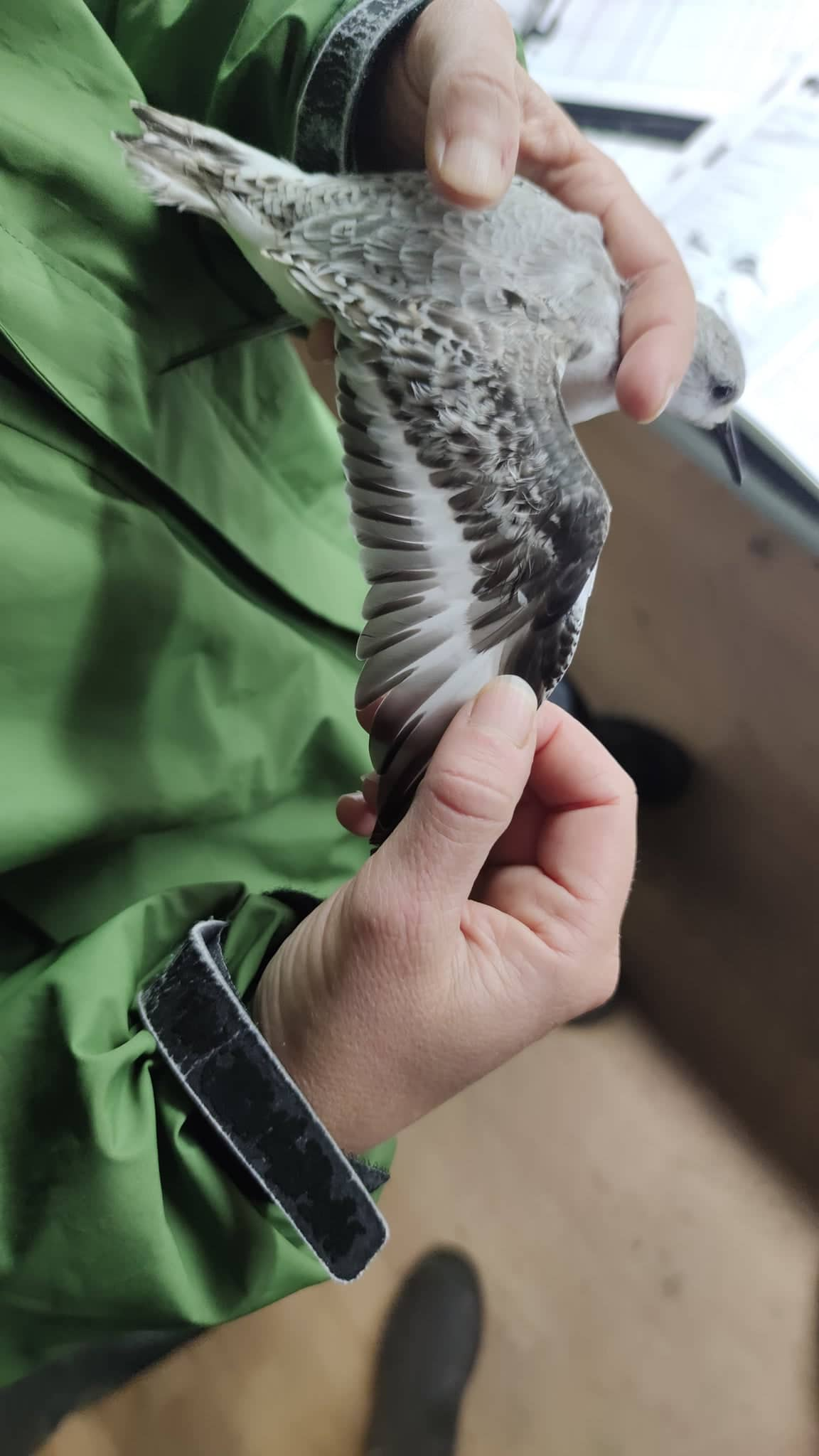 sanderling