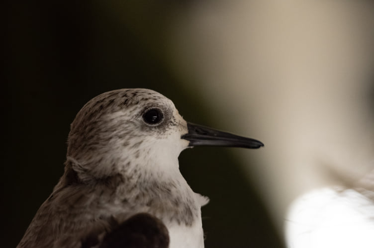 sandpiper