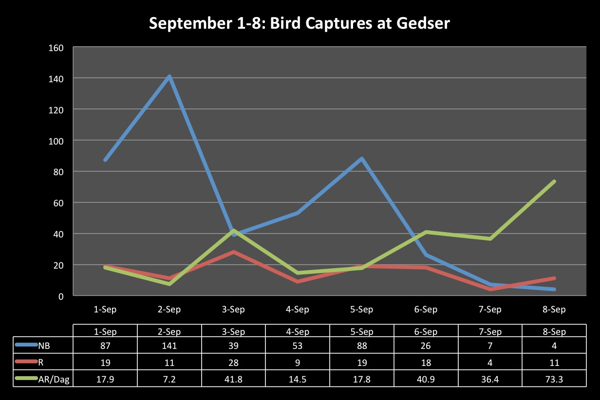 september 1 8 Bird captures at Gedser