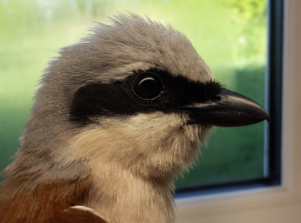 shrike male