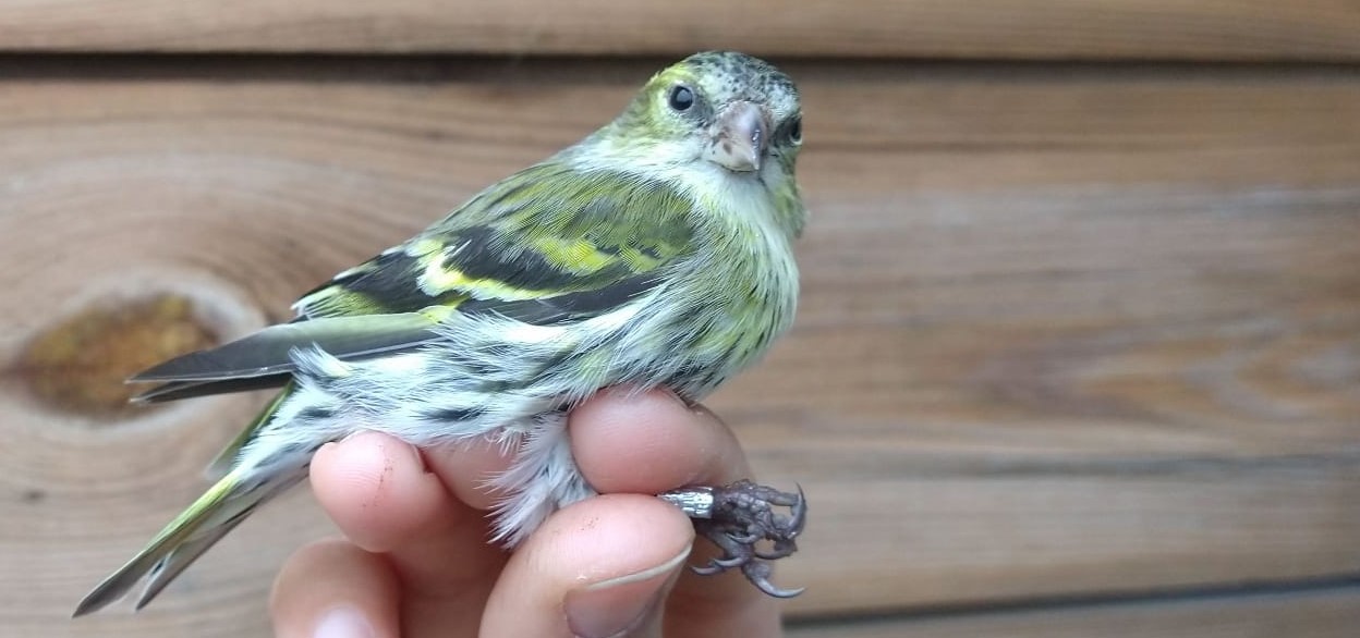 siskin_21-03.jpeg