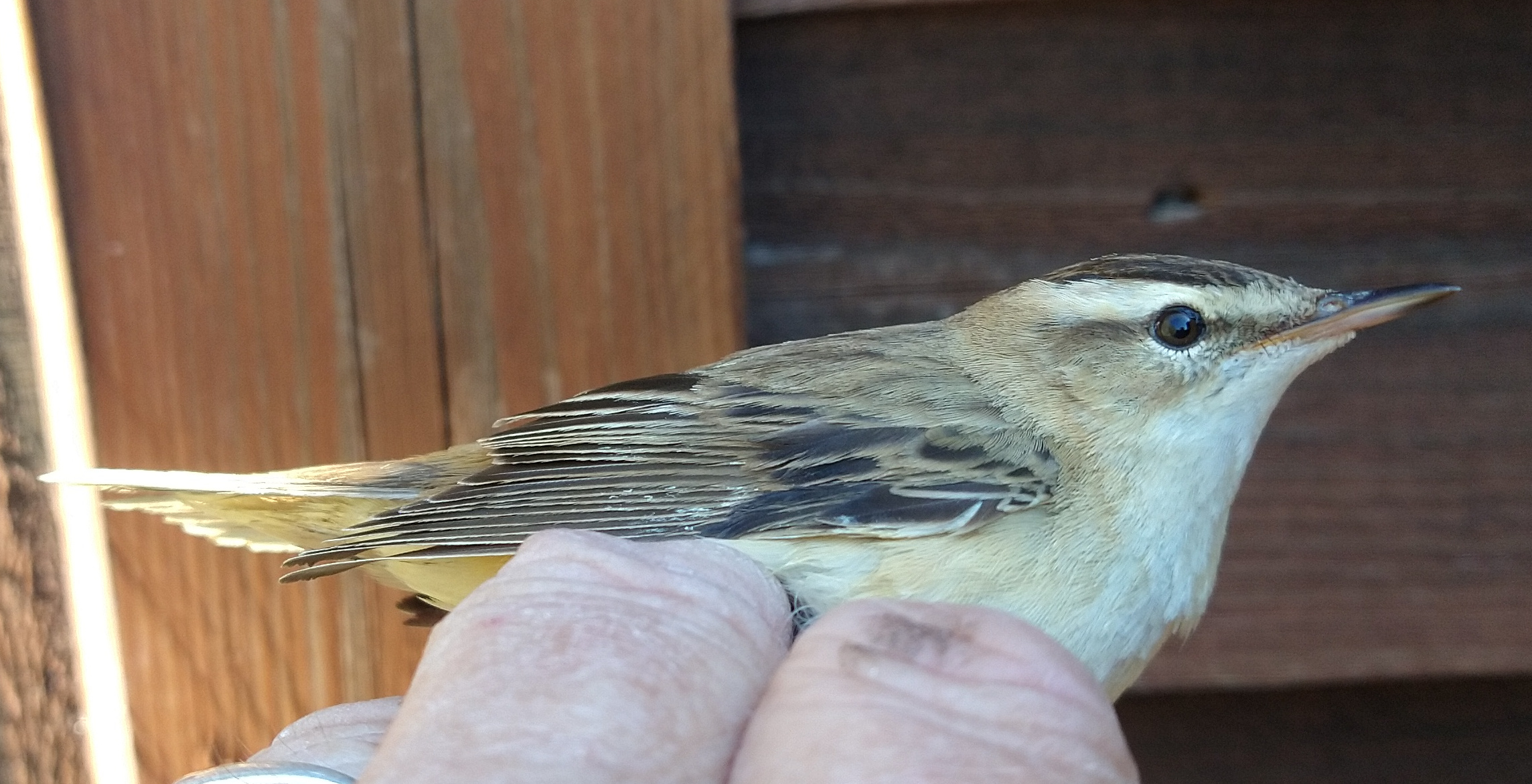 Sedge Warbler