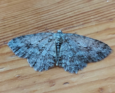 small engrailed