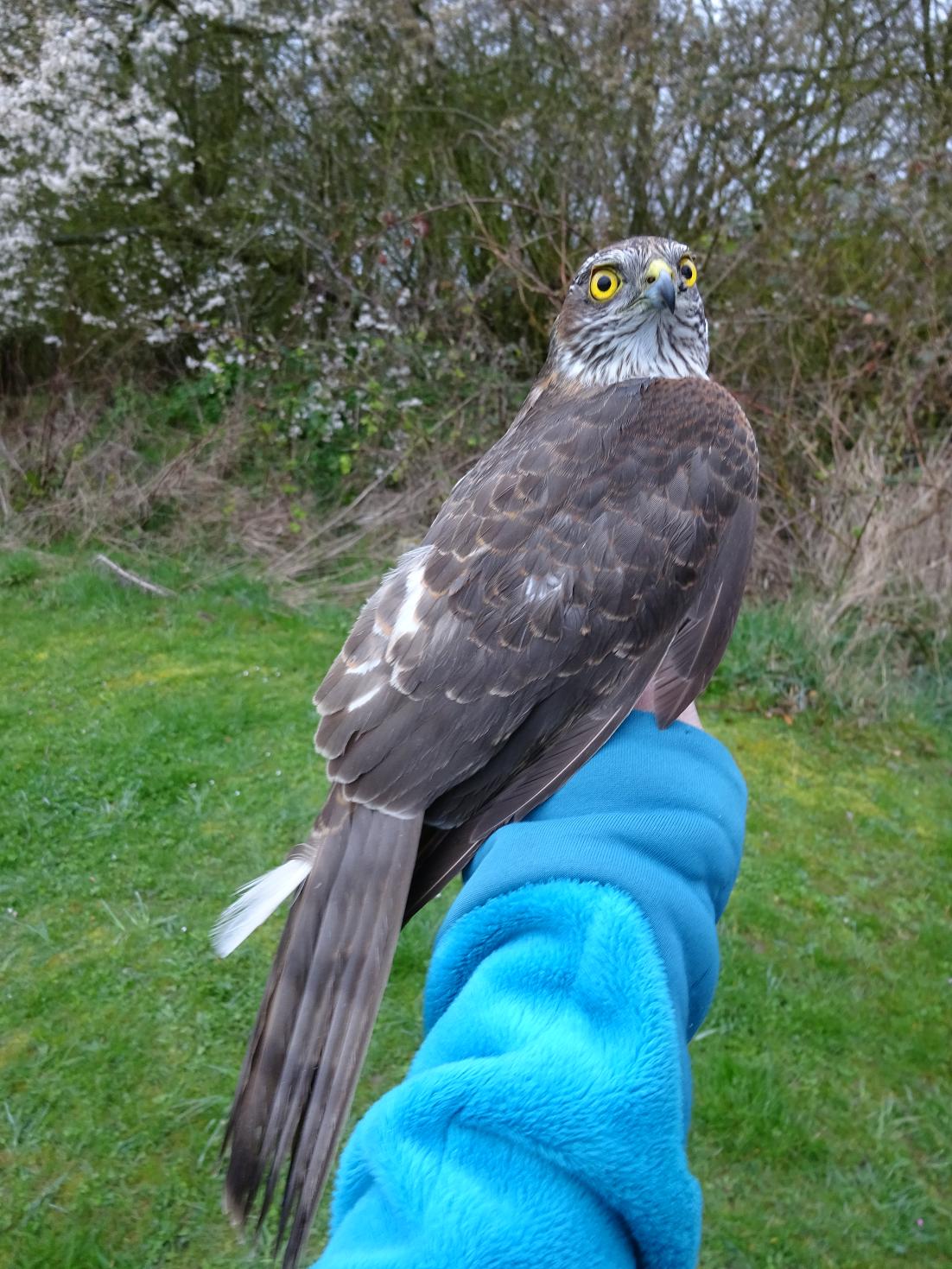 sparrowhawk