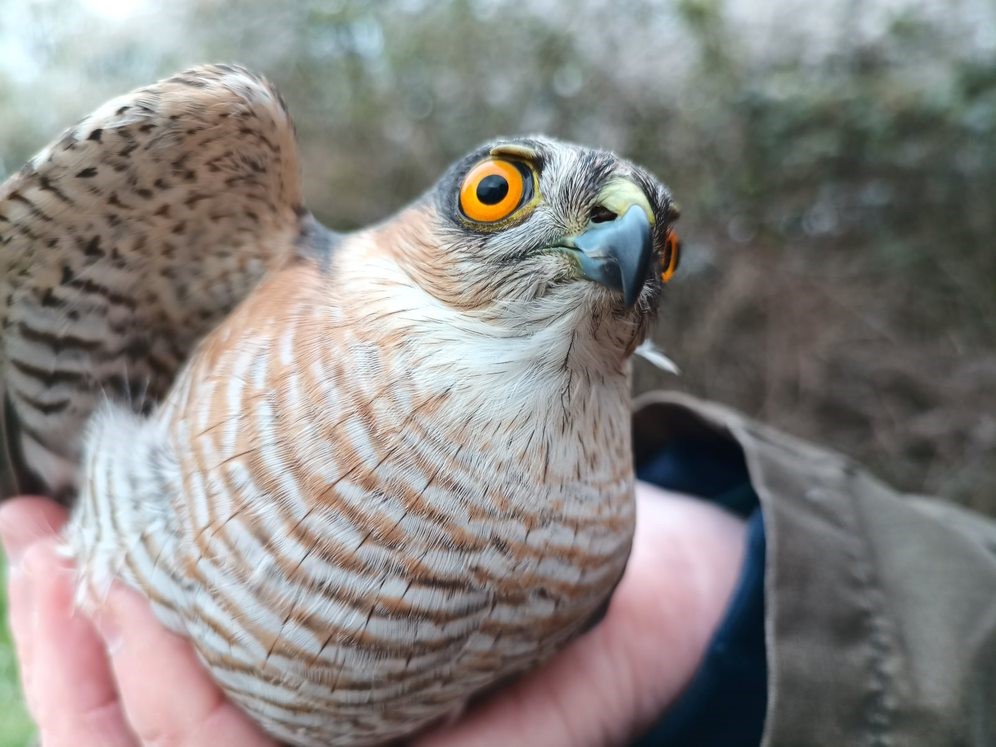 sparrowhawk