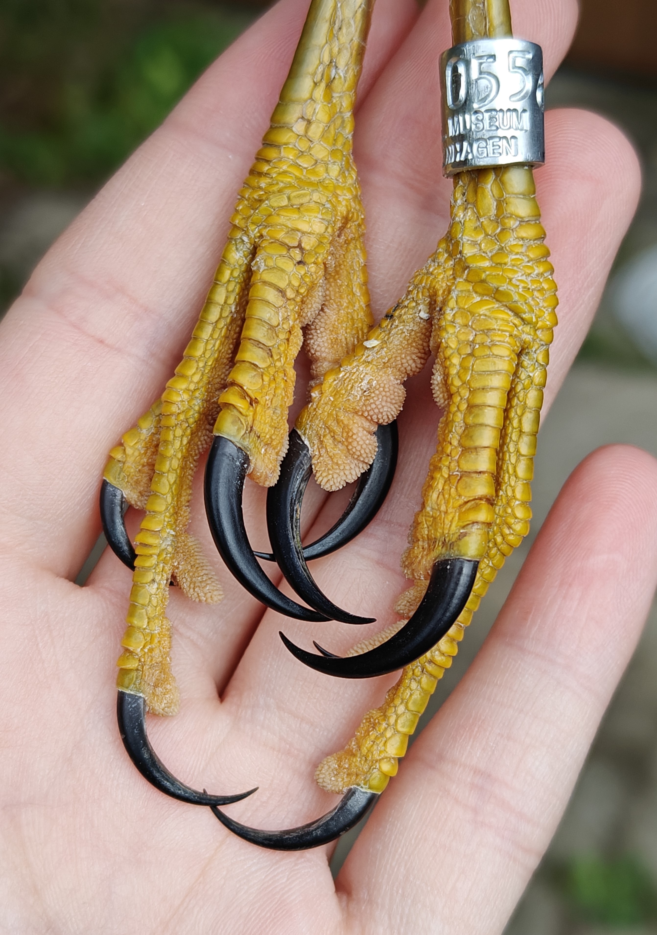 sparrowhawk_feet.jpg