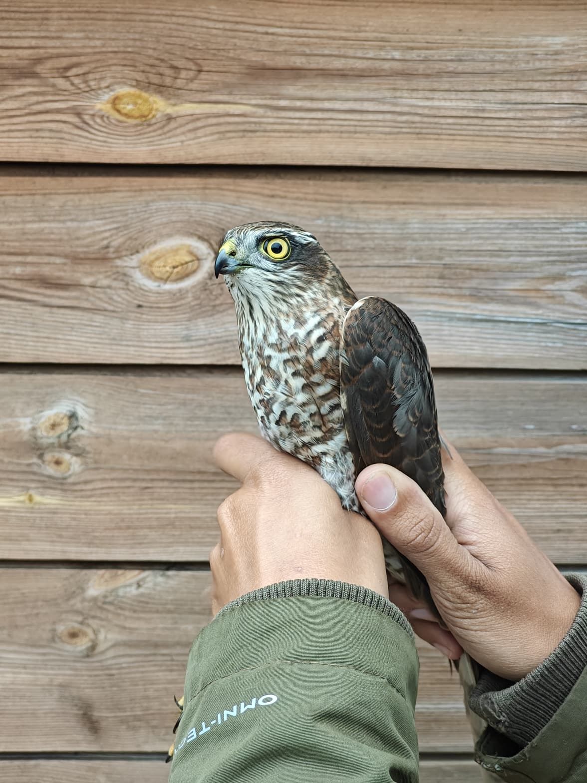 sparrowhawk_male_september.jpg