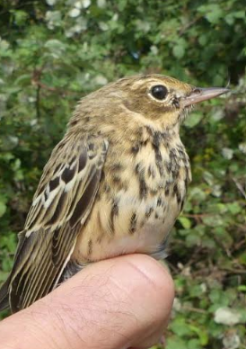 tree pipit