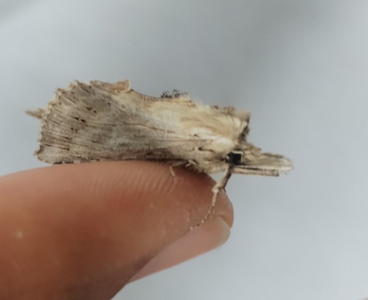 trusty_moth.jpg