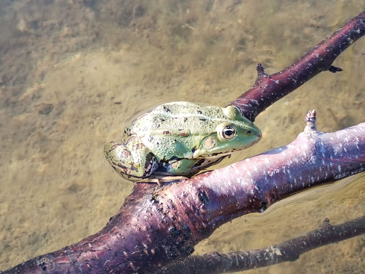 weather_frog.jpg