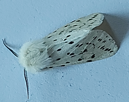 white ermine