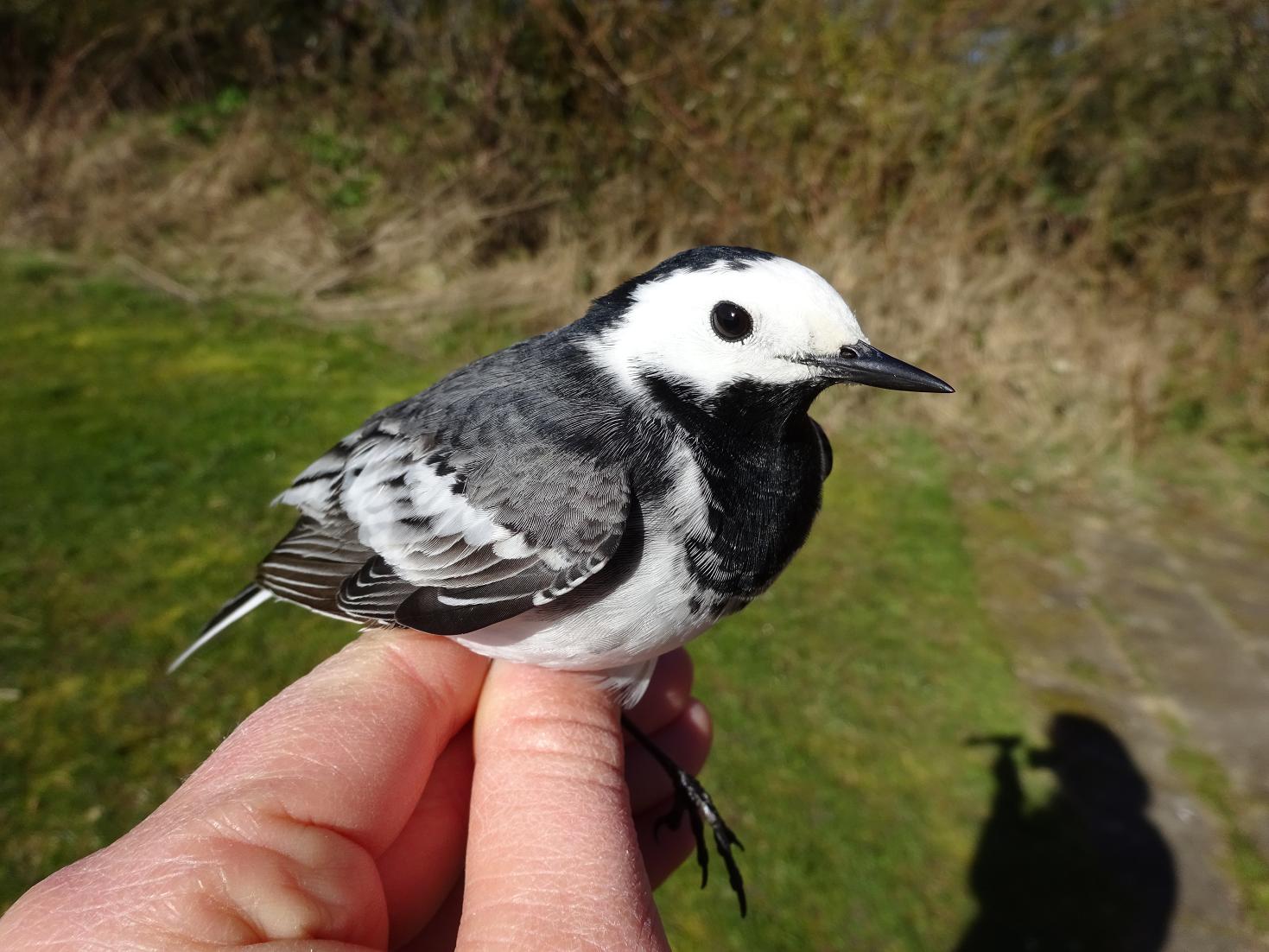 whitewagtail