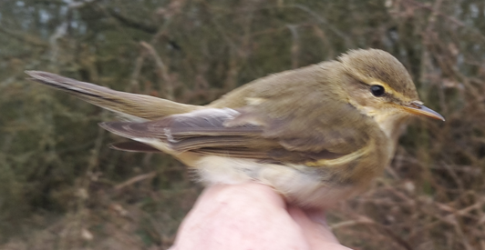 willow warbler