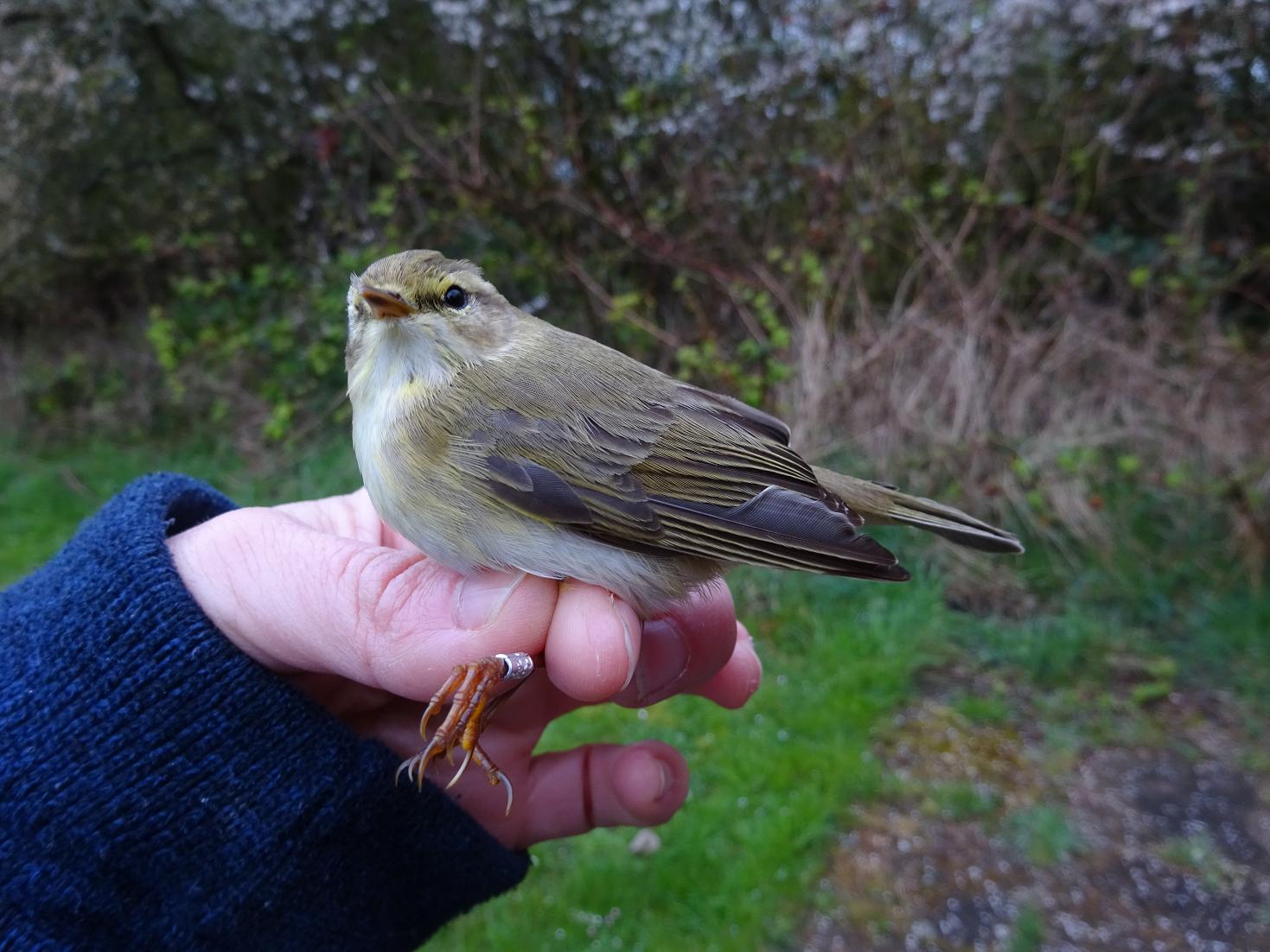 willowwarbler