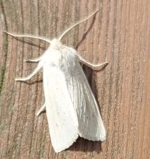 witte moth