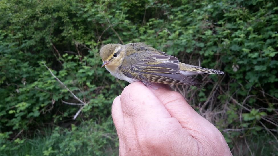 wood warbler