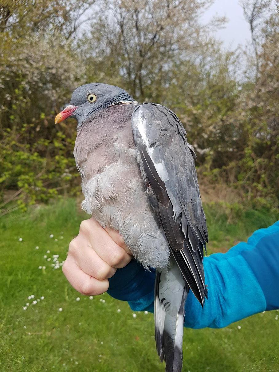 woodpigeon