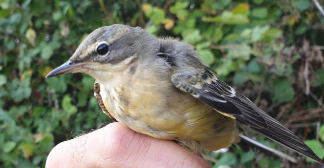 yellow wagtail