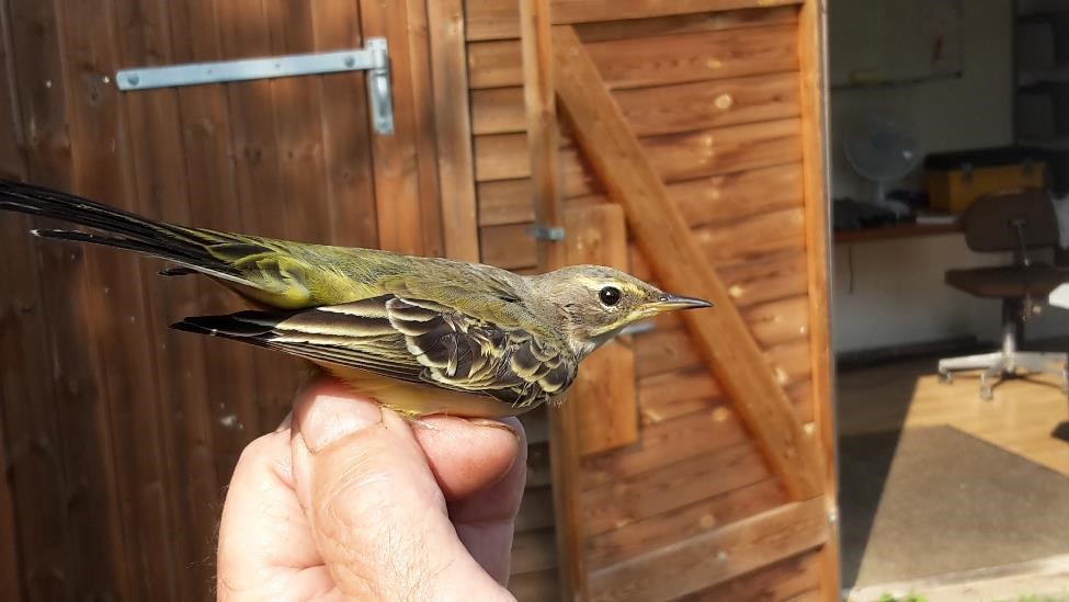 yellowwagtail 1